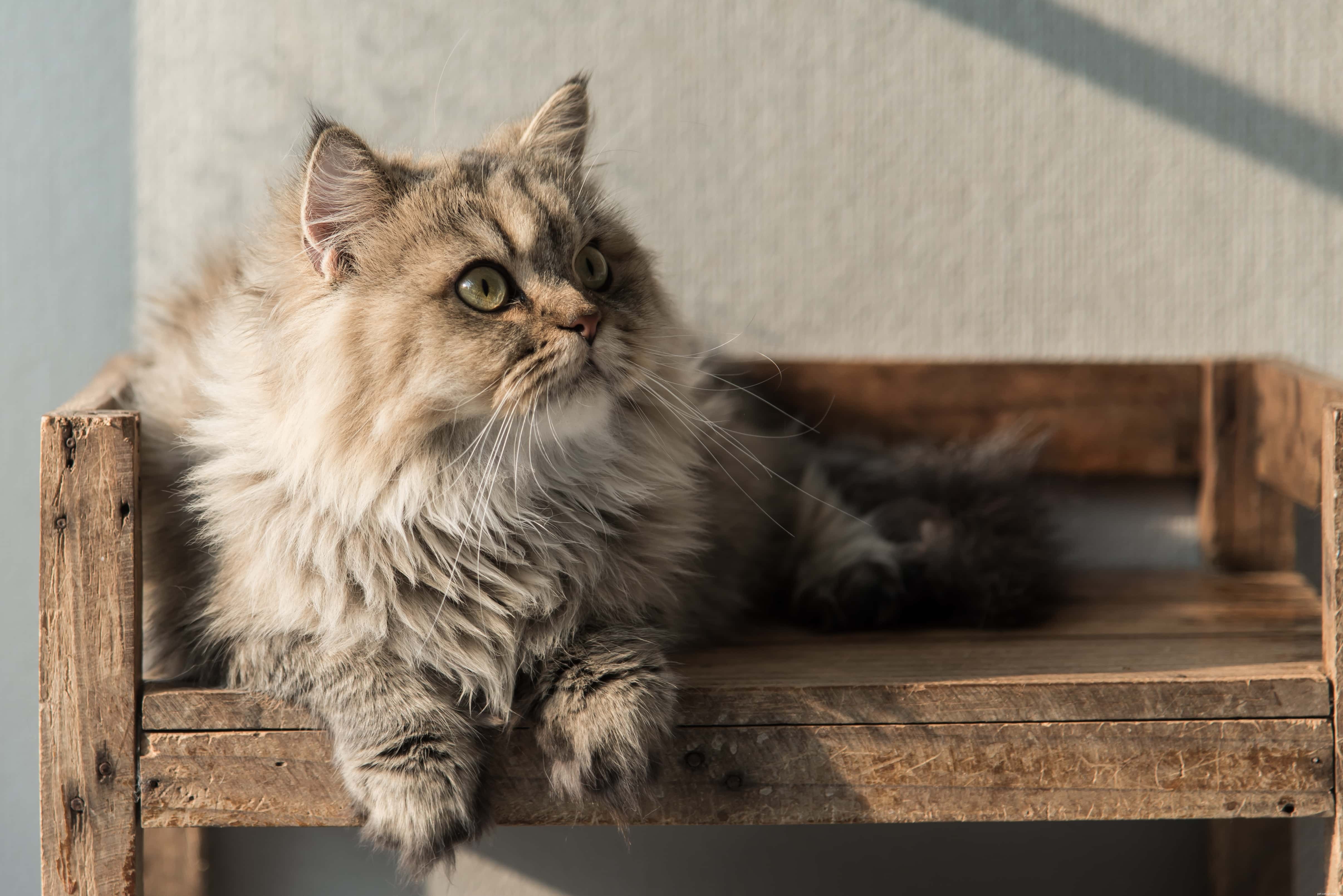 Expert Guide: Optimal Places and Techniques for Petting Your Cat