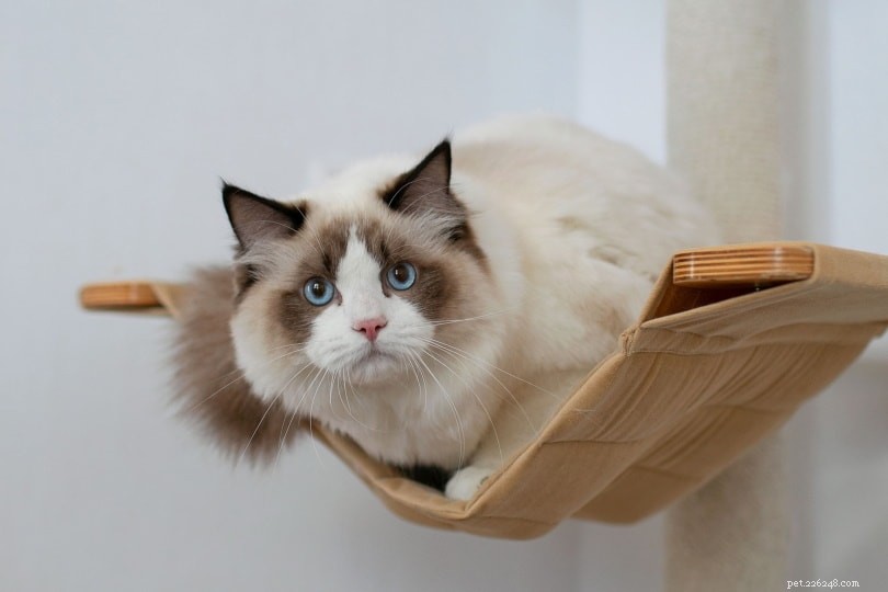 When Do Cats Begin Spraying? Causes & Effective Solutions