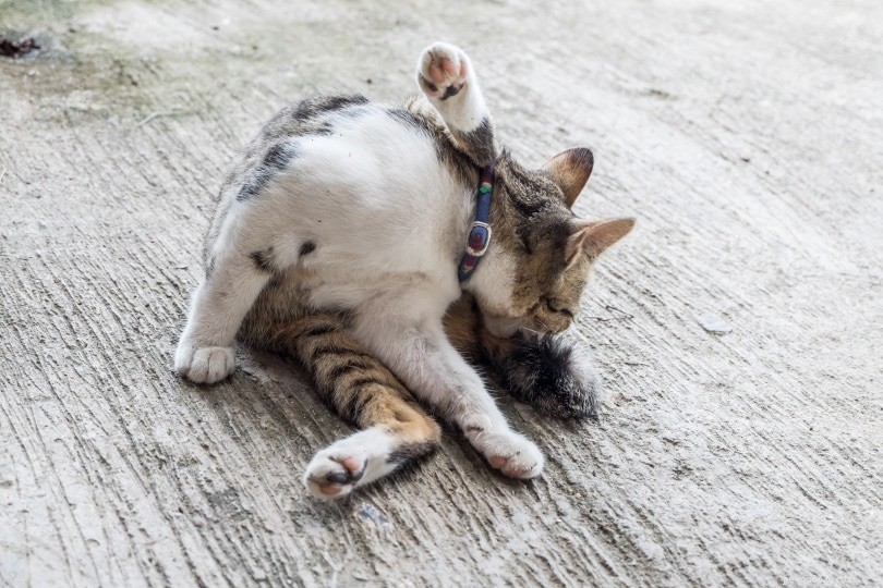 When Do Cats Begin Spraying? Causes & Effective Solutions