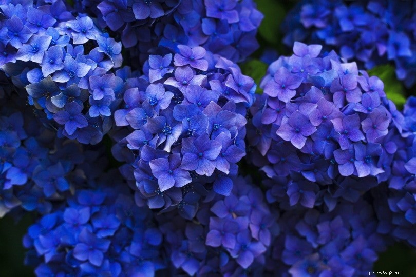 Hydrangeas & Cats: Are These Plants Poisonous? Essential Safety Tips