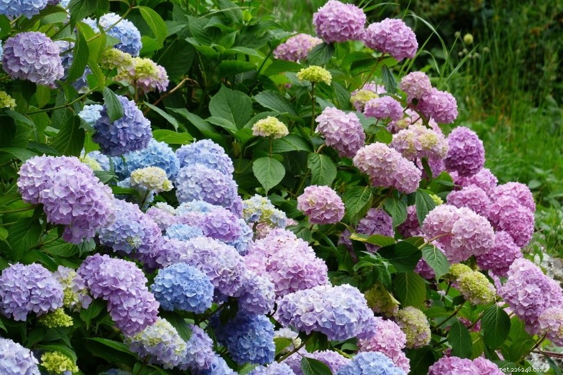 Hydrangeas & Cats: Are These Plants Poisonous? Essential Safety Tips