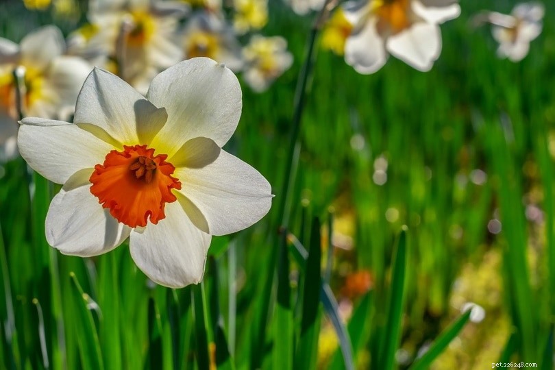 Are Daffodils Dangerous to Cats? Key Facts Every Pet Owner Should Know