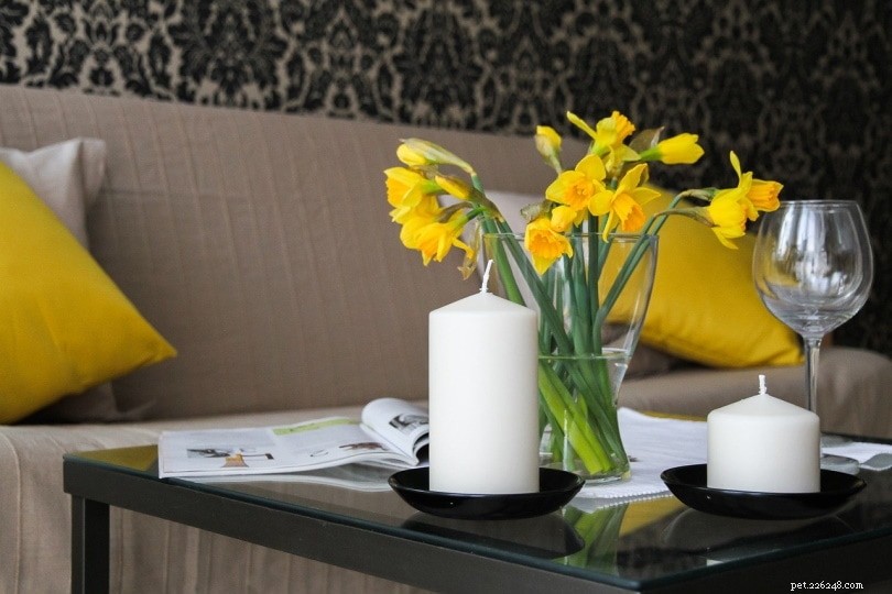 Are Daffodils Dangerous to Cats? Key Facts Every Pet Owner Should Know
