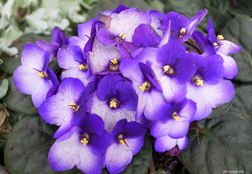 Are African Violets Safe for Cats? A Complete Guide to Pet-Friendly Houseplants
