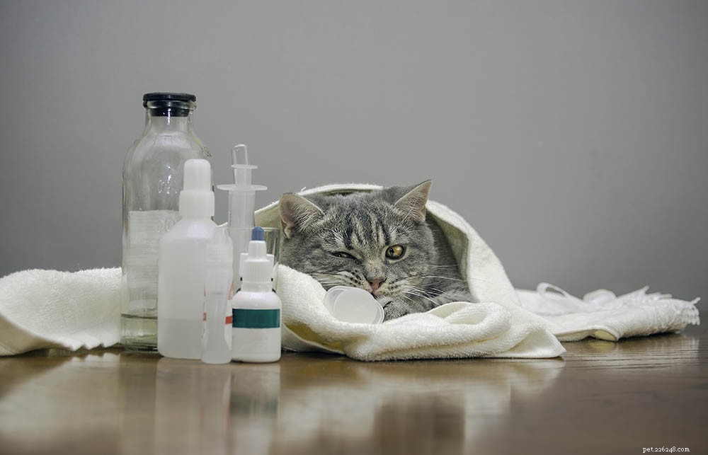 Kennel Cough in Cats: Recognizing Symptoms, Identifying Causes & Effective Treatment