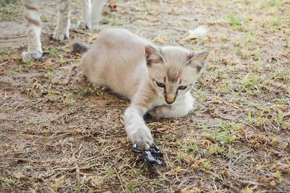Immediate Care for Cats Stung by Scorpions: Symptoms, Treatment, and Prevention