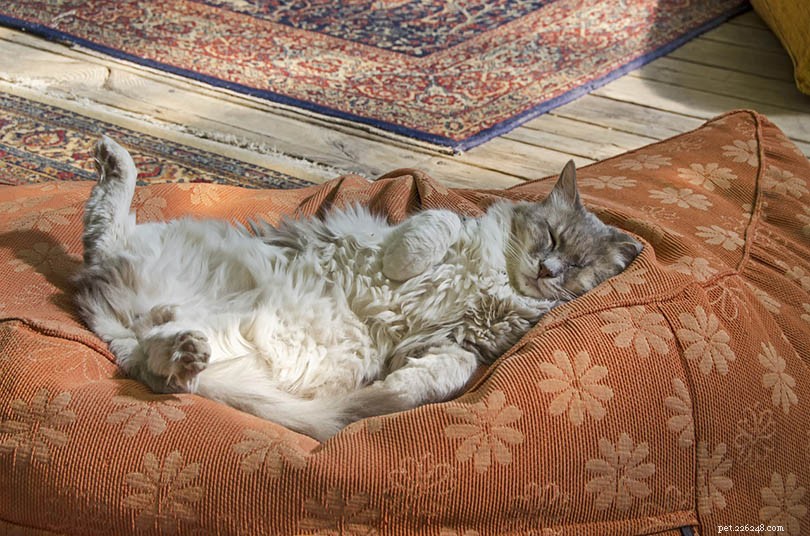 9 Cat Sleeping Positions: What They Reveal About Your Feline