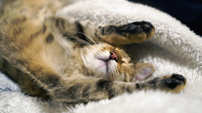 9 Cat Sleeping Positions: What They Reveal About Your Feline