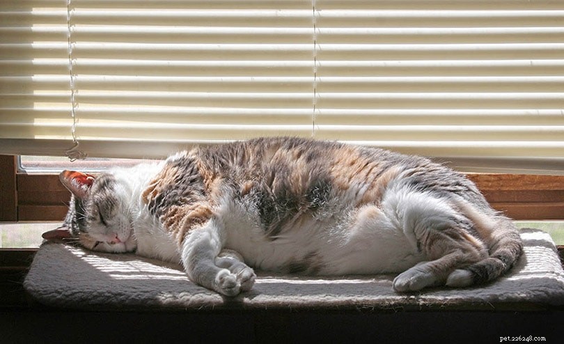 9 Cat Sleeping Positions: What They Reveal About Your Feline