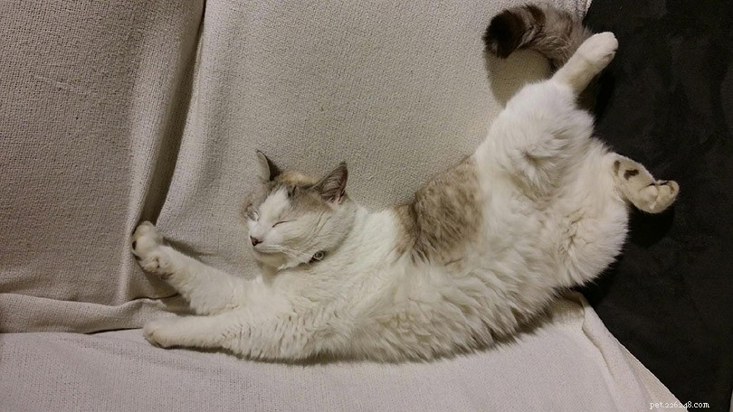 9 Cat Sleeping Positions: What They Reveal About Your Feline