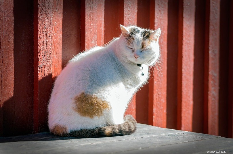 9 Cat Sleeping Positions: What They Reveal About Your Feline