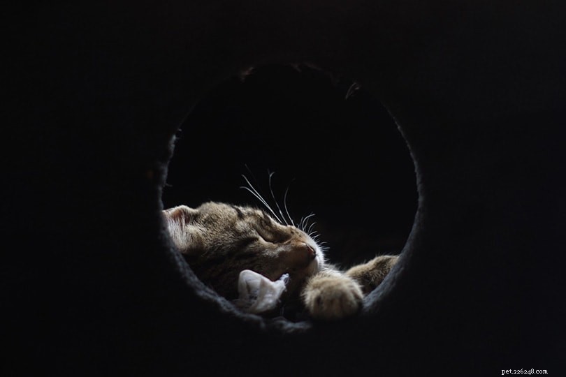 9 Cat Sleeping Positions: What They Reveal About Your Feline