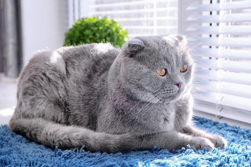 Living Comfortably with a Cat in a Small Apartment: 10 Essential Tips