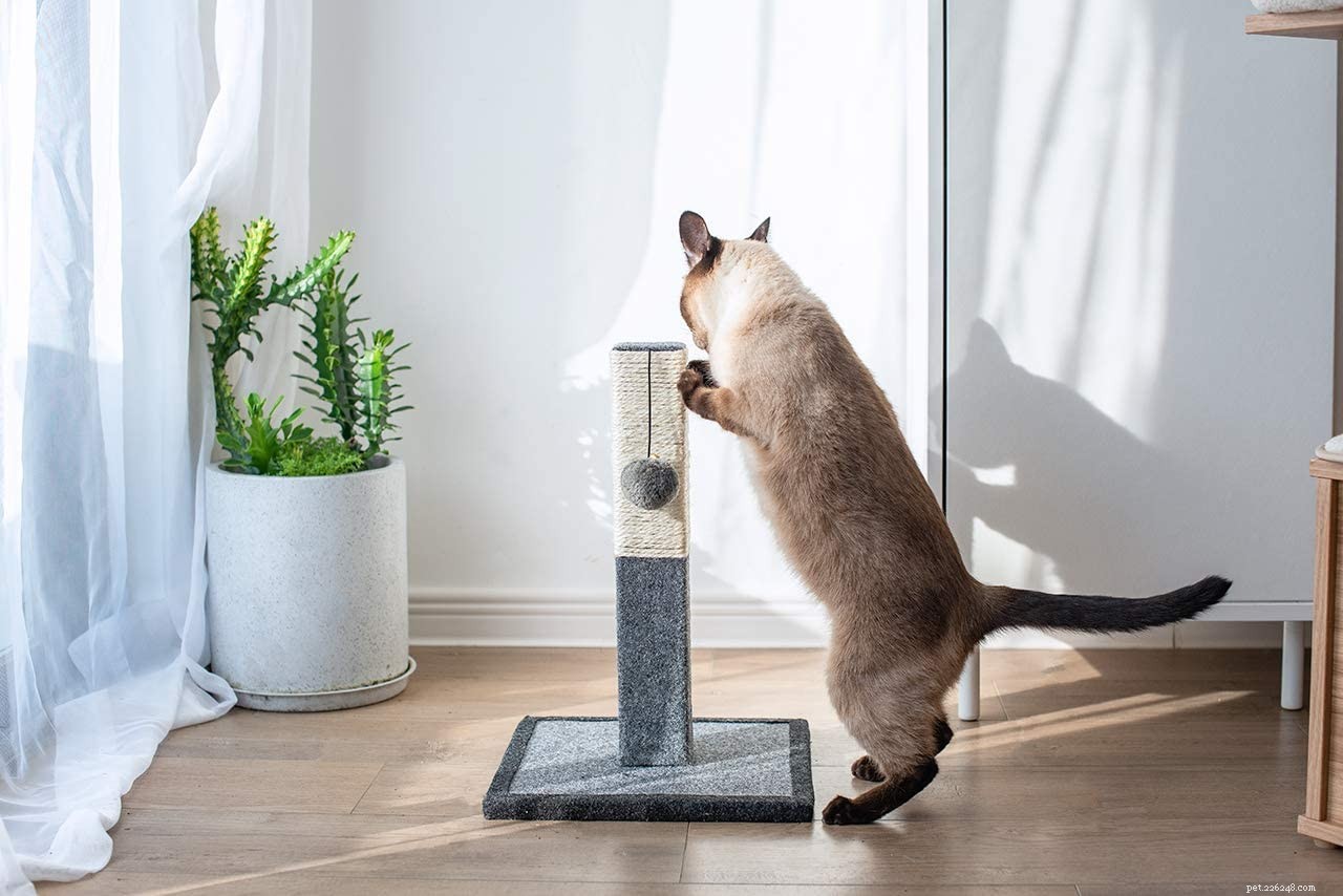 Living Comfortably with a Cat in a Small Apartment: 10 Essential Tips