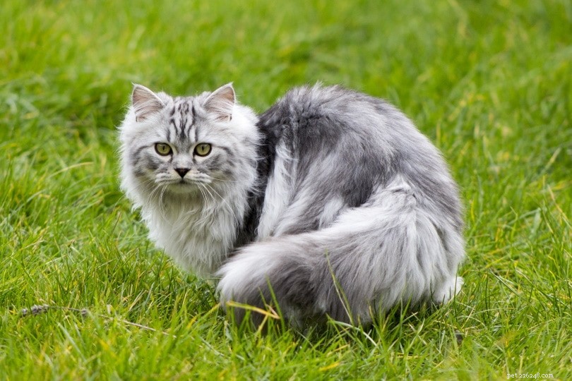 Why Your Cat Blinks at You: The Language Behind Their Slow Eye Rubbing