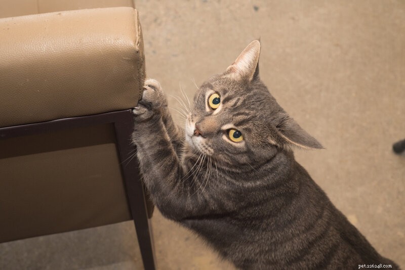 Why Your Cat Blinks at You: The Language Behind Their Slow Eye Rubbing