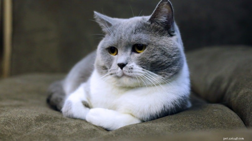 Why Your Cat Blinks at You: The Language Behind Their Slow Eye Rubbing