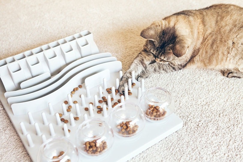 End Cat Food Begging: 12 Proven Strategies to Restore Quiet Mealtimes