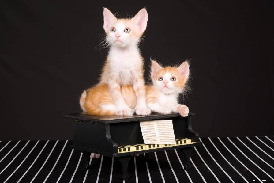 Do Cats Enjoy Music? Insights Into Their Musical Preferences