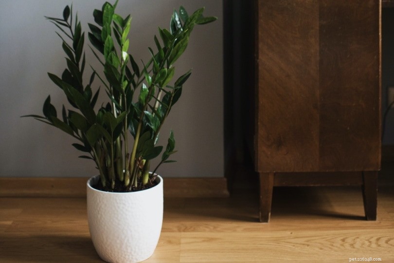 ZZ Plant (Zamioculcas Zamiifolia): Is It Harmful to Cats? Expert Guide