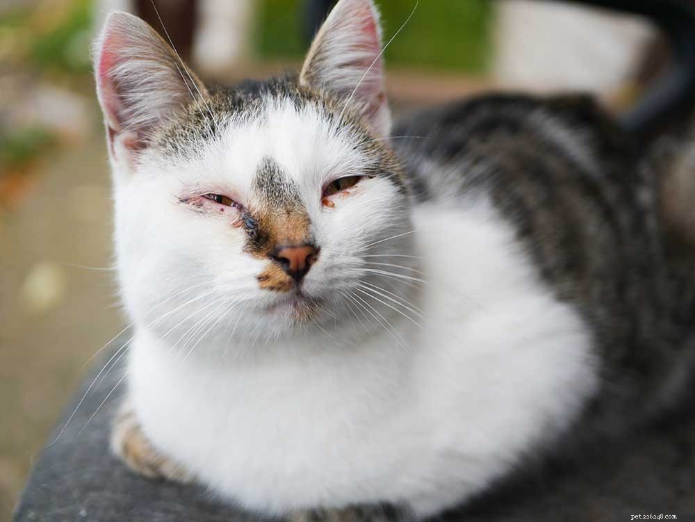 Cat Conjunctivitis (Pink Eye): Symptoms, Treatment & Prevention Guide