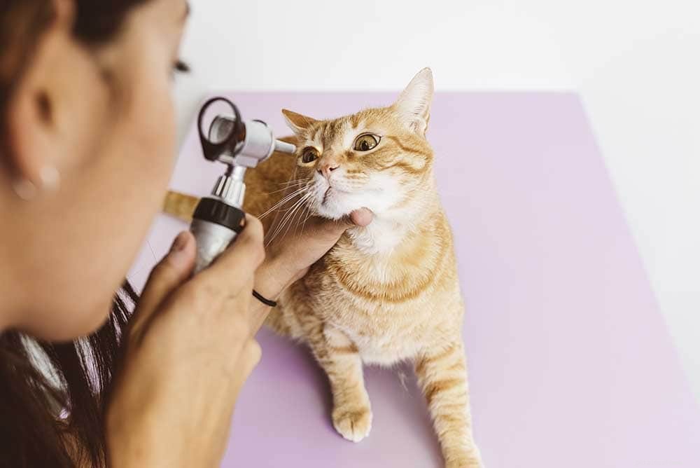 Cat Conjunctivitis (Pink Eye): Symptoms, Treatment & Prevention Guide