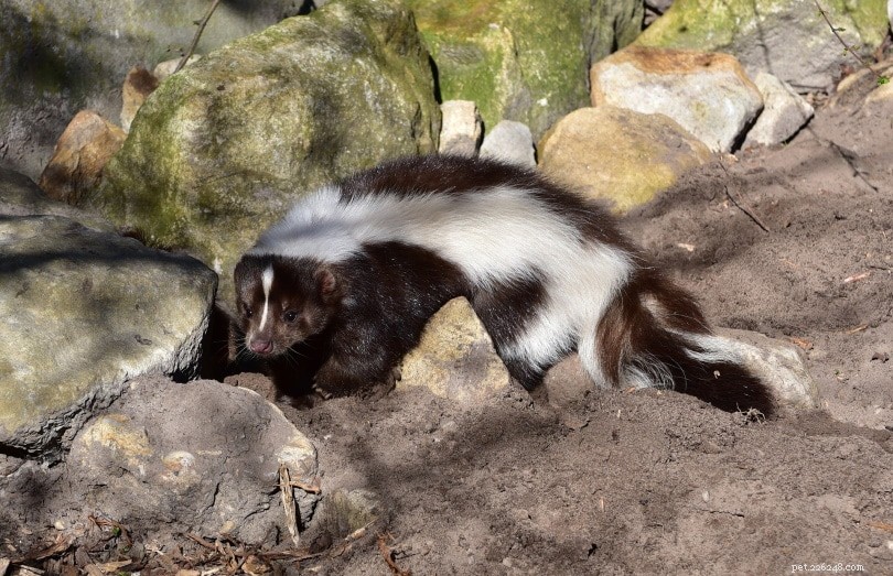 Cat Sprayed by a Skunk? Follow These Expert Cleaning Steps