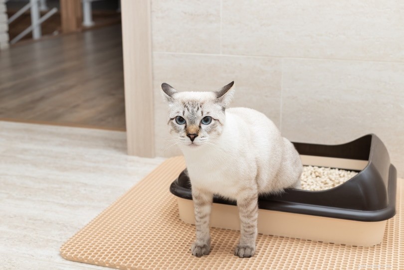 Do Cats Experience Jealousy? Spotting and Managing Jealous Behavior in Your Feline Friend