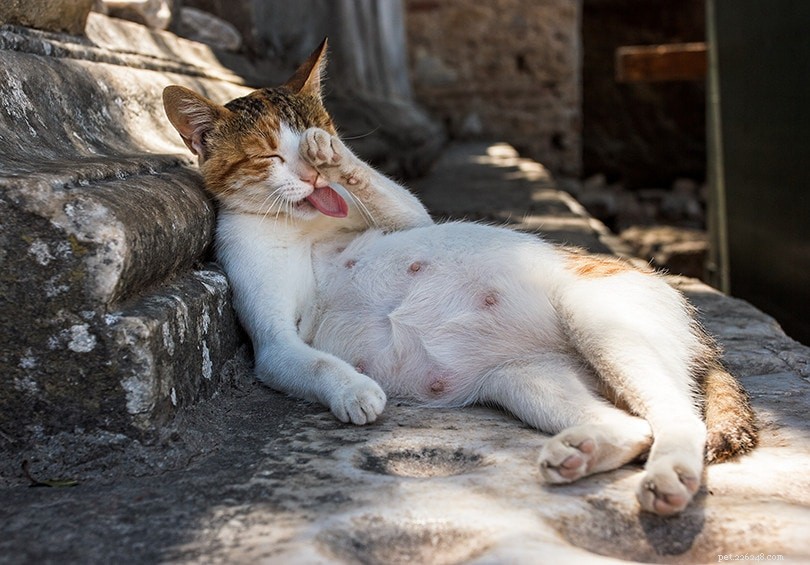 Is Your Cat Pregnant? 8 Vet‑Approved Signs to Spot Early