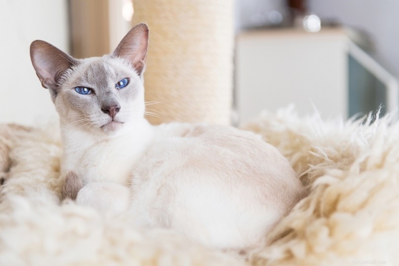 Can Cats Be Diagnosed With Autism? Key Facts for Cat Owners
