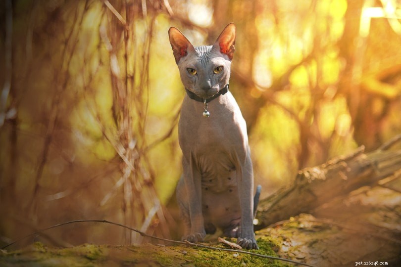 Male vs Female Cats: Who Is More Affectionate?