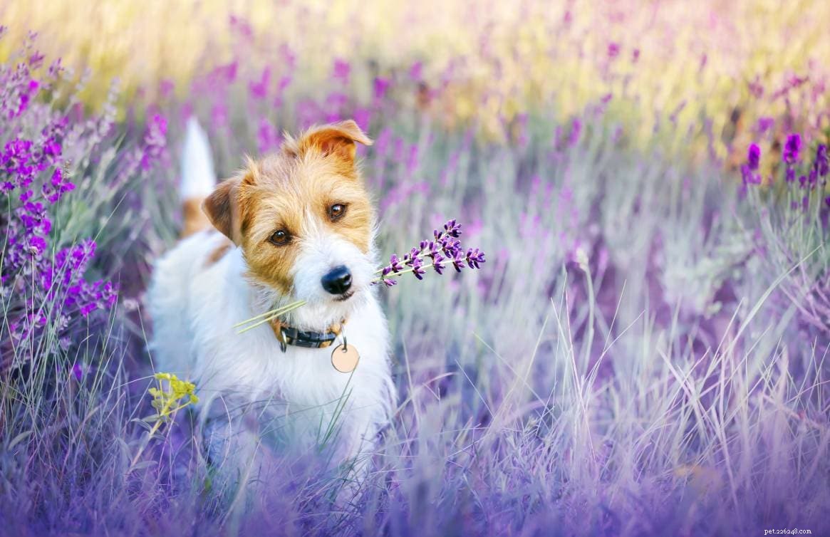 Are Lilacs Safe for Cats? Expert Guide to Pet-Friendly Lilac Varieties