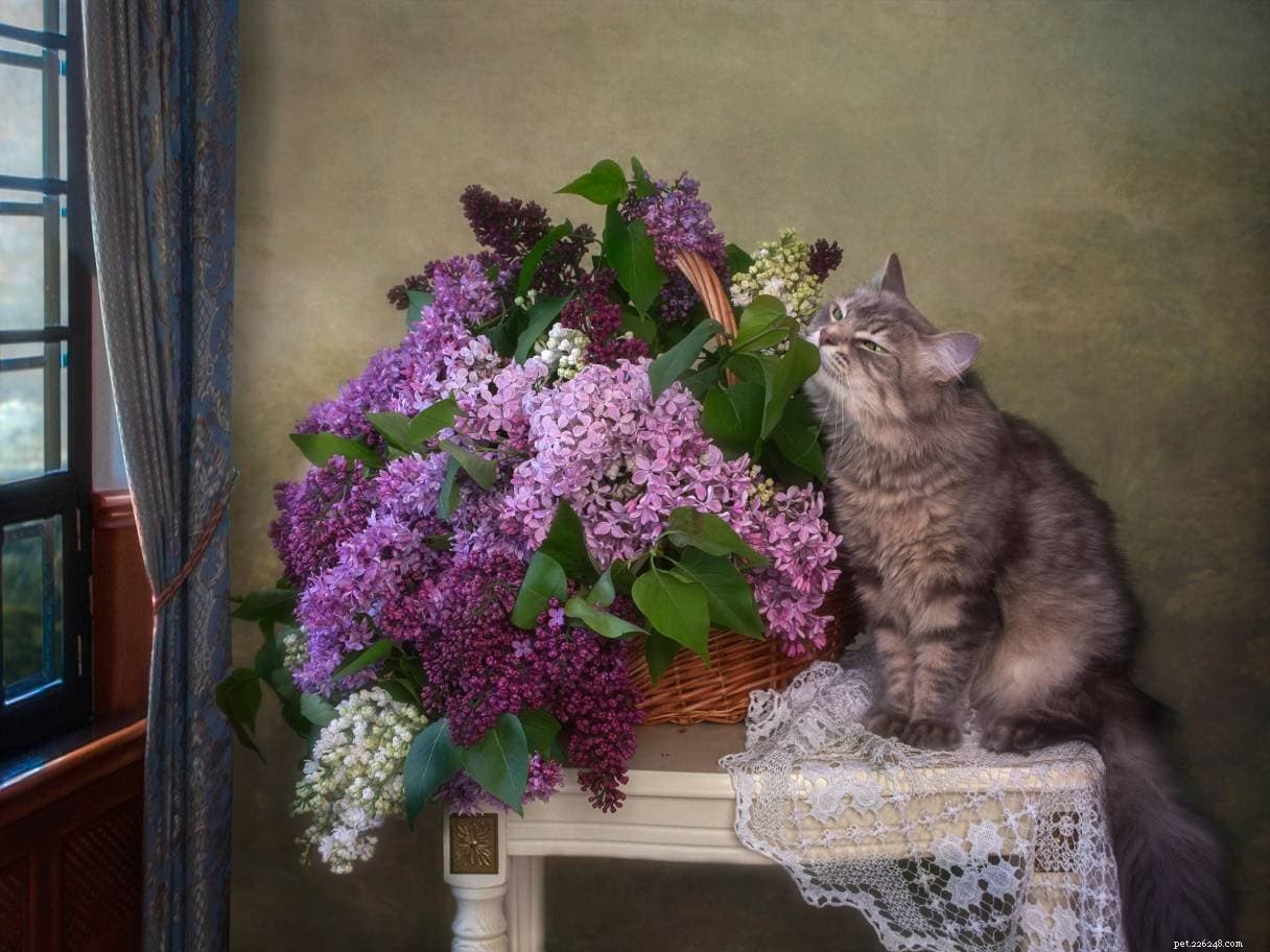 Are Lilacs Safe for Cats? Expert Guide to Pet-Friendly Lilac Varieties