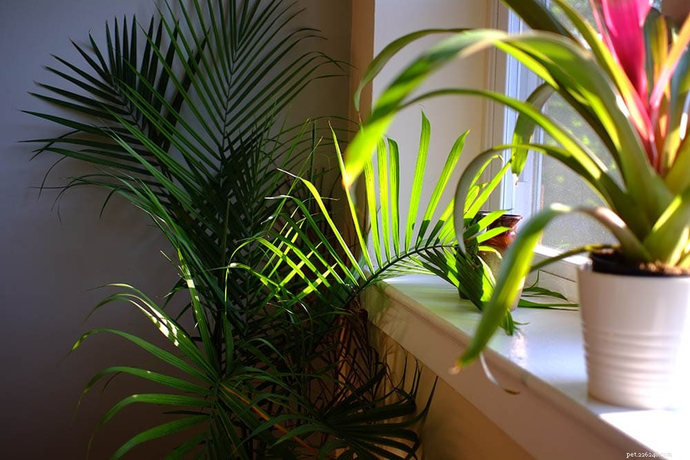 Majesty Palms & Cats: A Comprehensive Safety Guide