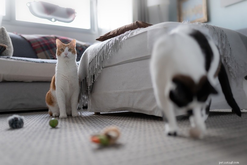 The Remarkable Memory of Cats: How Long They Remember and Why It Matters
