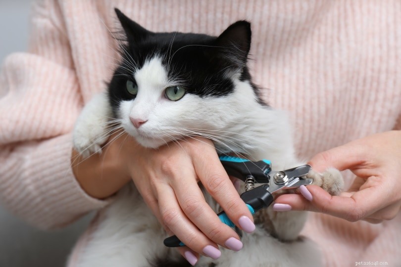 Understanding Why Cats Shed Their Claws – Key Facts You Should Know