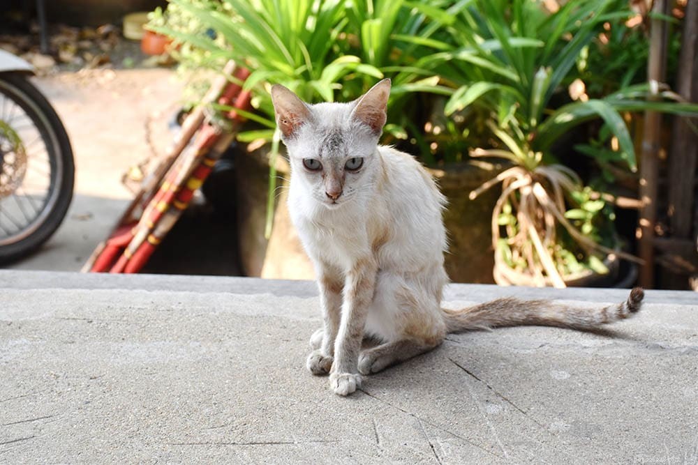 How to Determine if Your Cat Is Underweight and What to Do About It