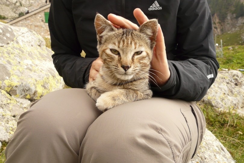 How to Determine if Your Cat Is Underweight and What to Do About It