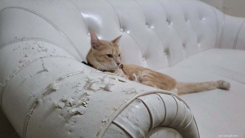 9 Clear Signs Your Cat Is Bored—and How to Fix It