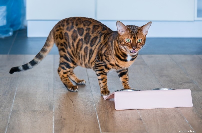 8 Essential Natural Taurine Sources for Cats & Their Daily Requirements