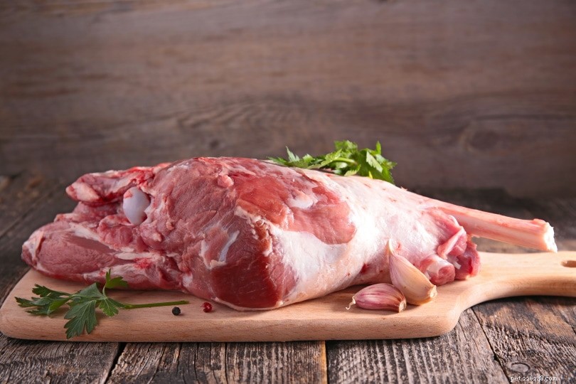 8 Essential Natural Taurine Sources for Cats & Their Daily Requirements