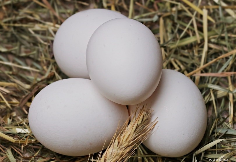 8 Essential Natural Taurine Sources for Cats & Their Daily Requirements