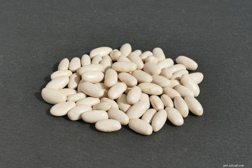 5 Best Natural Potassium Sources for Cats & Their Daily Requirements