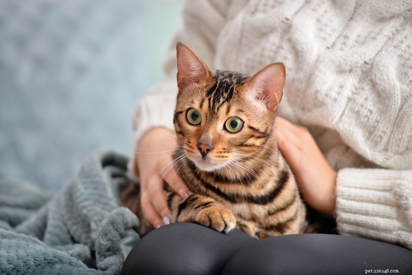 How to Tell If Your Cat Is Happy: 15 Clear Signs