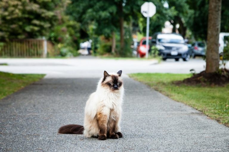 16 Stunning Colorpoint Cat Breeds: Photos & Descriptions