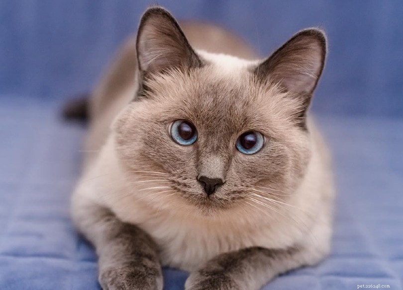 16 Stunning Colorpoint Cat Breeds: Photos & Descriptions