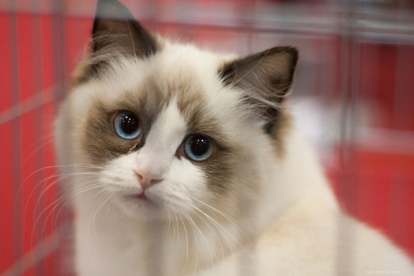 16 Stunning Colorpoint Cat Breeds: Photos & Descriptions