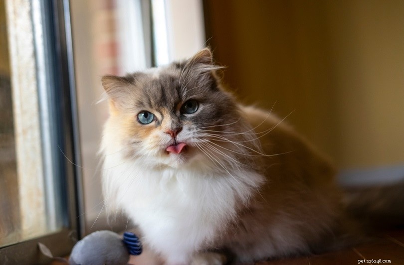 16 Stunning Colorpoint Cat Breeds: Photos & Descriptions