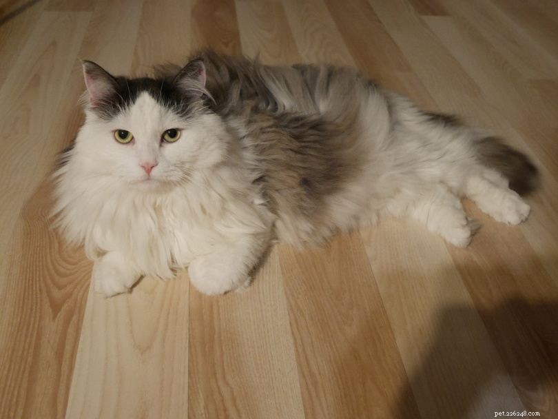 16 Stunning Colorpoint Cat Breeds: Photos & Descriptions