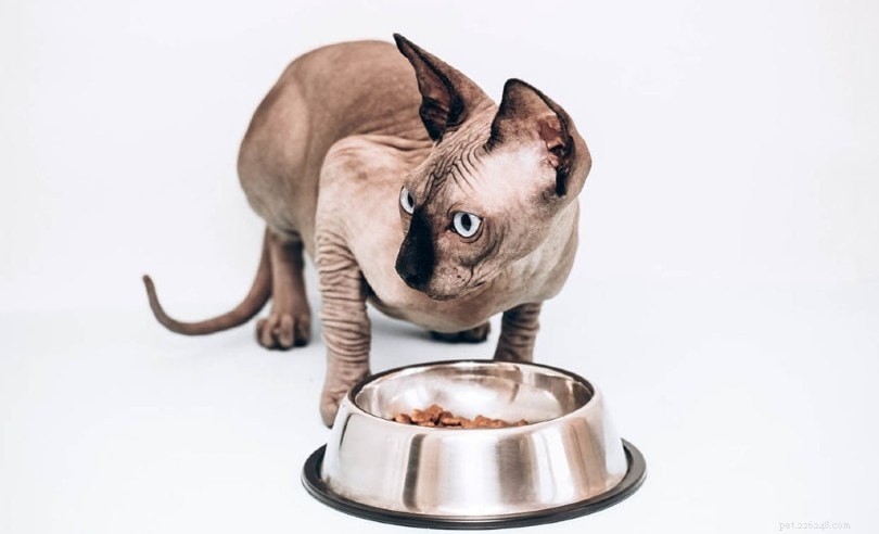 16 Stunning Colorpoint Cat Breeds: Photos & Descriptions